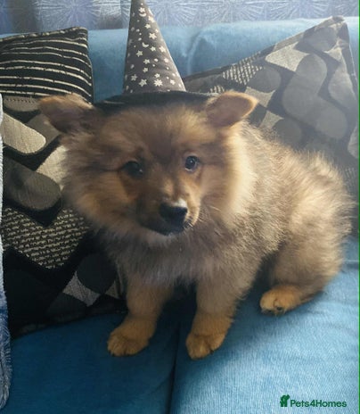 German Spitz dogs - Advert 6