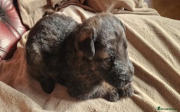 German Shepherd dogs for sale: Long-Haired Straight Back German Shepherd Puppies - Image 23