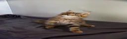 Maine Coon cats for sale: TICA Registered Maine Coon Kittens - Advert 8