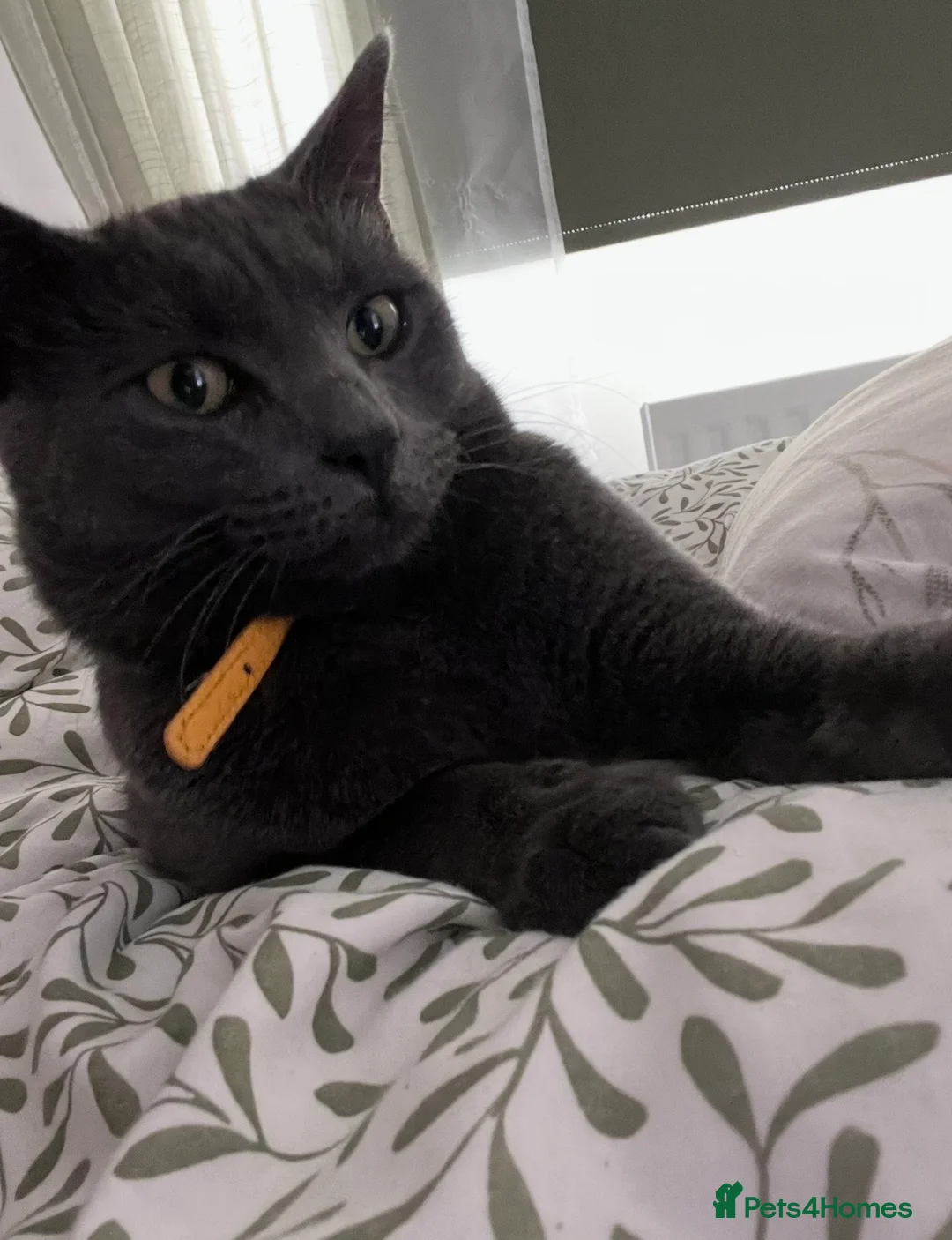 Mixed Breed cats for sale: Loving 3 year old boy looking for a new home  - Advert 2