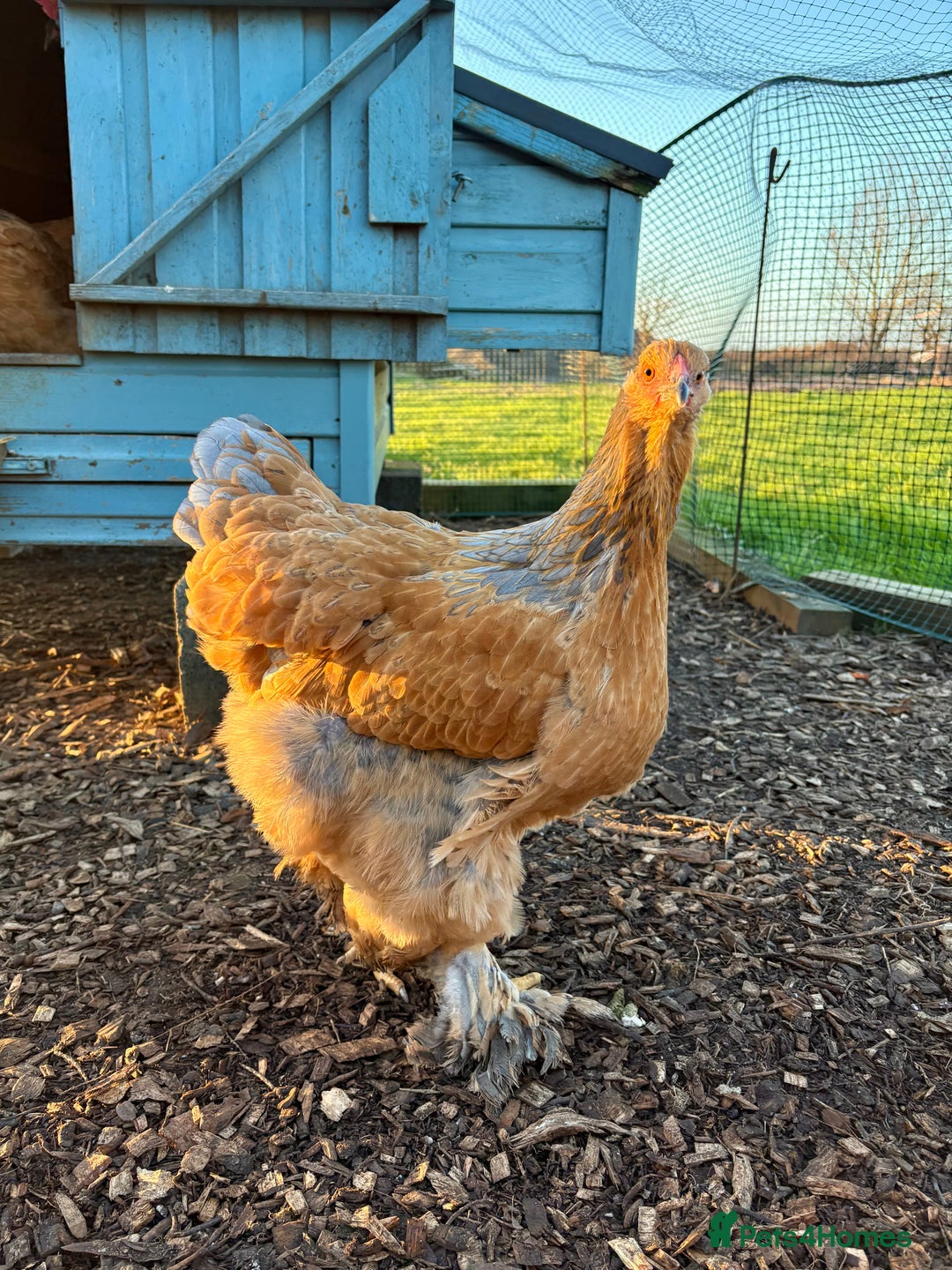 Chickens poultry for sale: Brahma Large Fowl Cockerel & Pullets - Advert 3