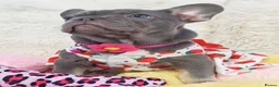 French Bulldog dogs for sale: Beautiful french bulldog  in Derby - Advert 11
