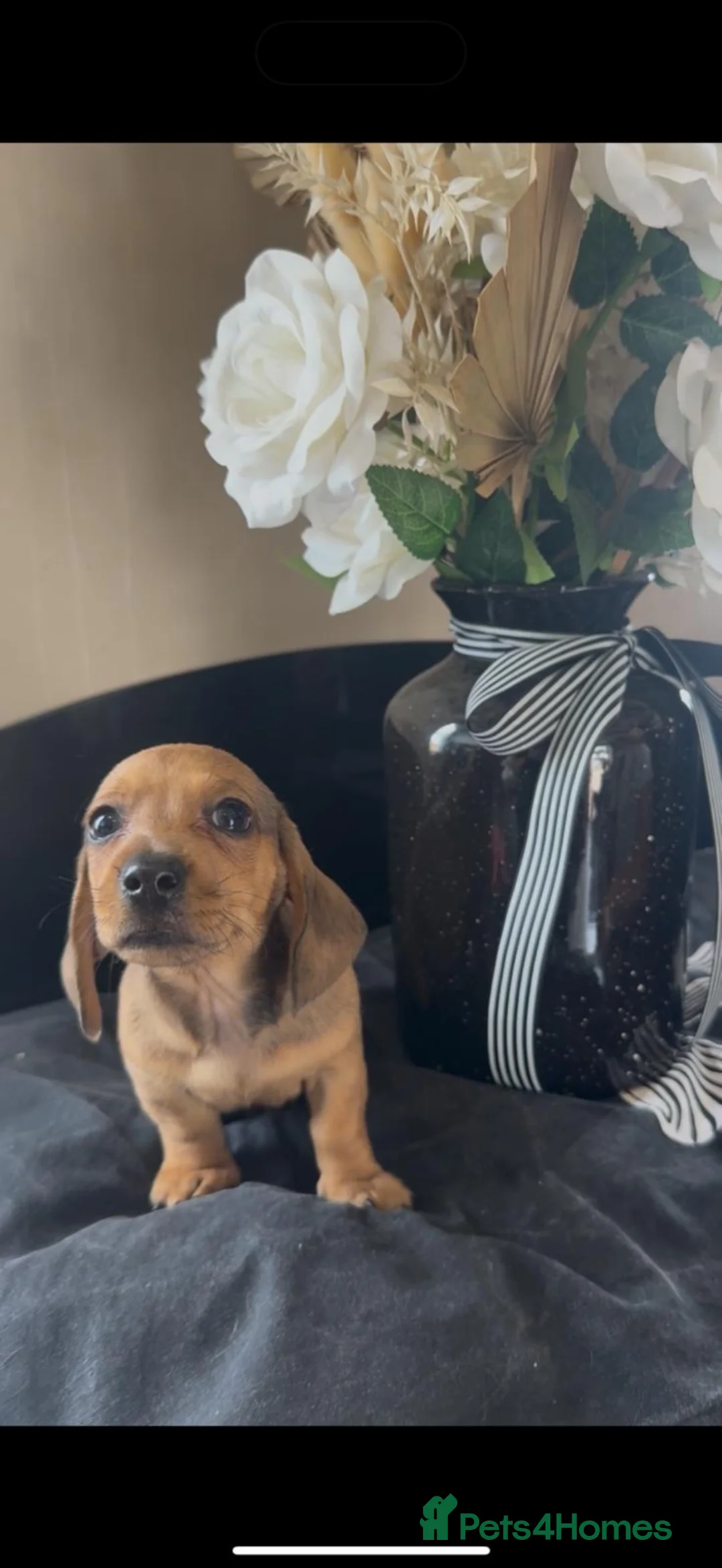 Dachshund dogs for sale: Unreal dachshund pups  - Advert 2