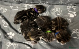 Bengal cats for sale: Bengal  kittens - Image 6