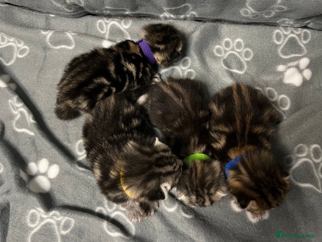 Bengal cats for sale: Bengal  kittens - Image 6