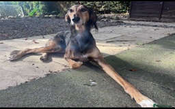 Mixed Breed dogs for sale: Saluki Bull Grey Puppies  - Image 12