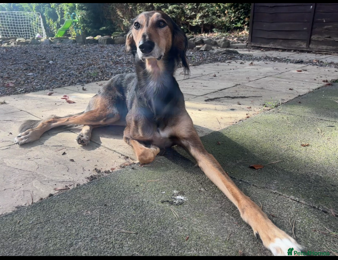 Mixed Breed dogs for sale: Saluki Bull Grey Puppies  - Image 12