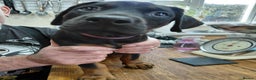Dobermann dogs for sale: Doberman puppies looking for their forever home - Advert 16