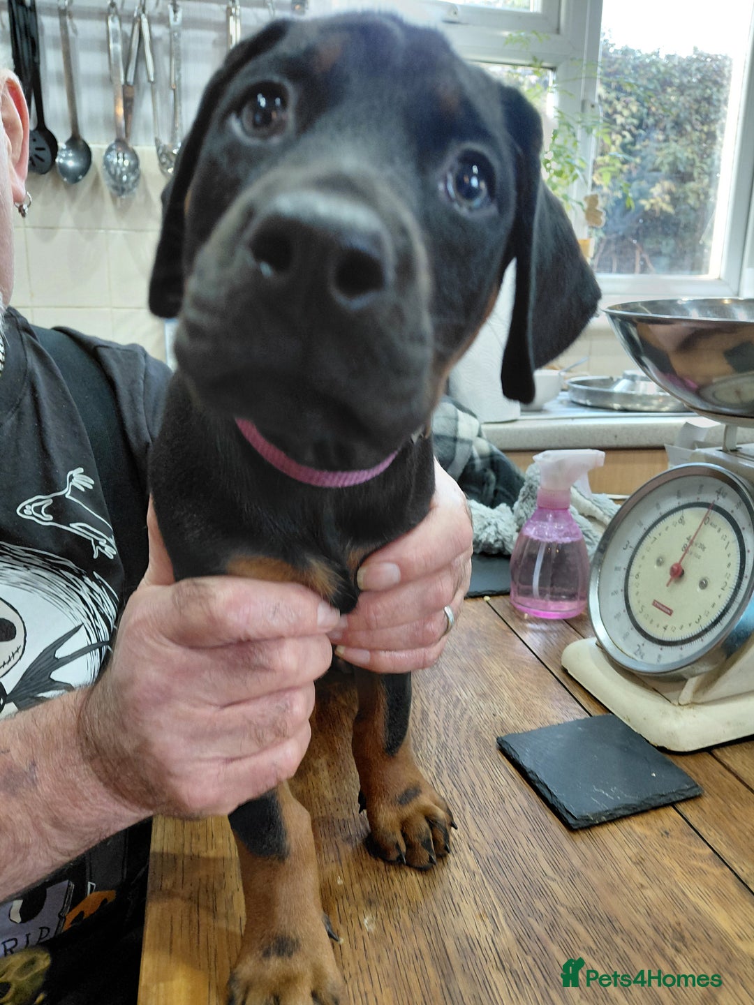 Dobermann dogs for sale: Doberman puppies looking for their forever home - Advert 16