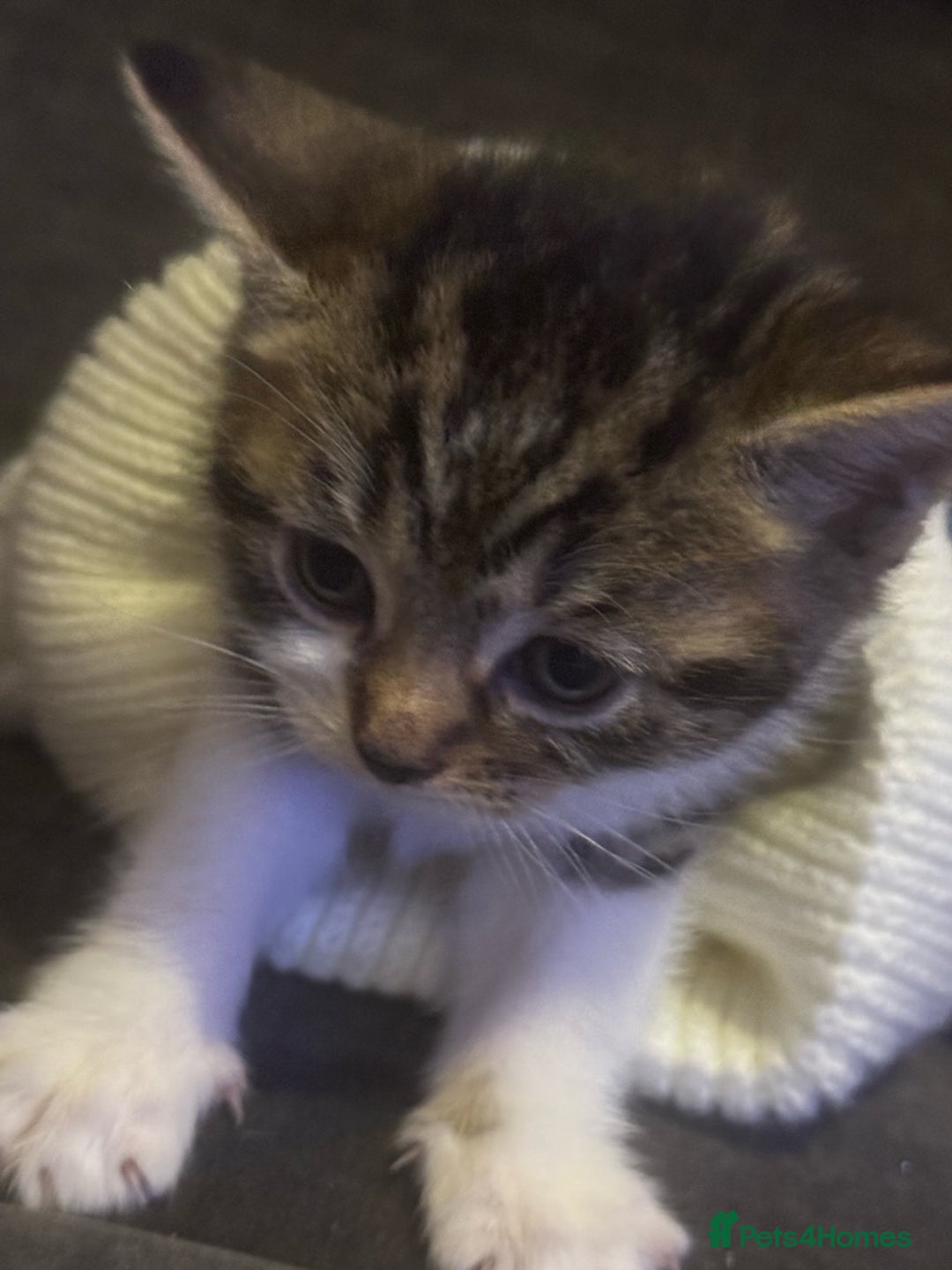 Mixed Breed cats for sale: Beautiful Female Kitten (with all belongings) - Advert 6