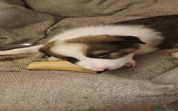 Border Collie dogs for sale: My babies  - Image 18