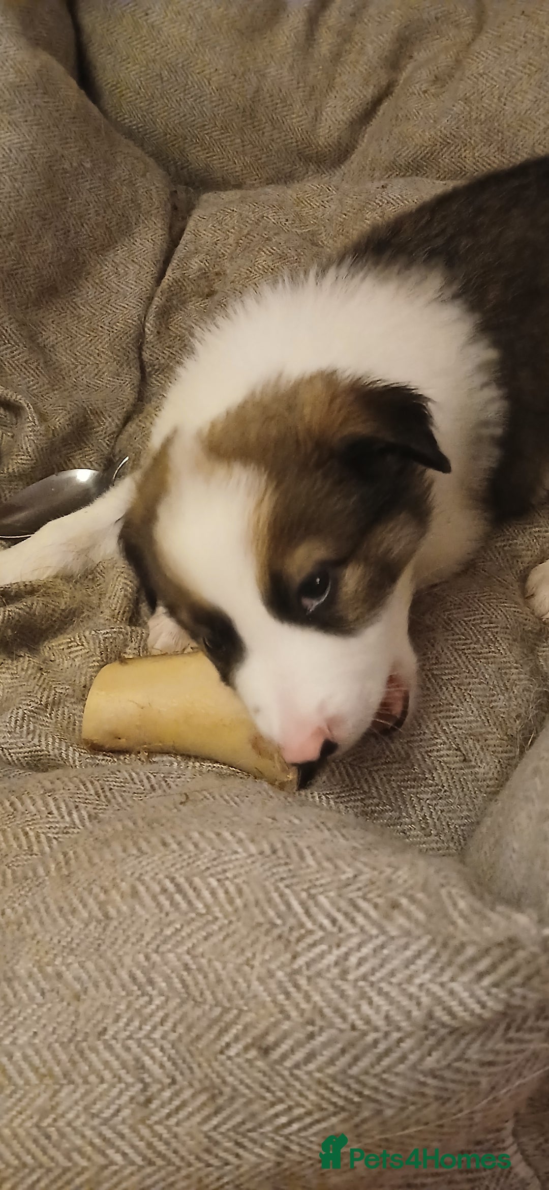 Border Collie dogs for sale: My babies  - Image 18