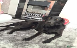 Labrador Retriever dogs for sale: Most beautiful litter of Labradors  - Image 2