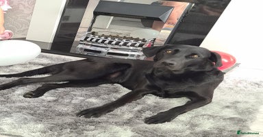 Labrador Retriever dogs - Advert 15