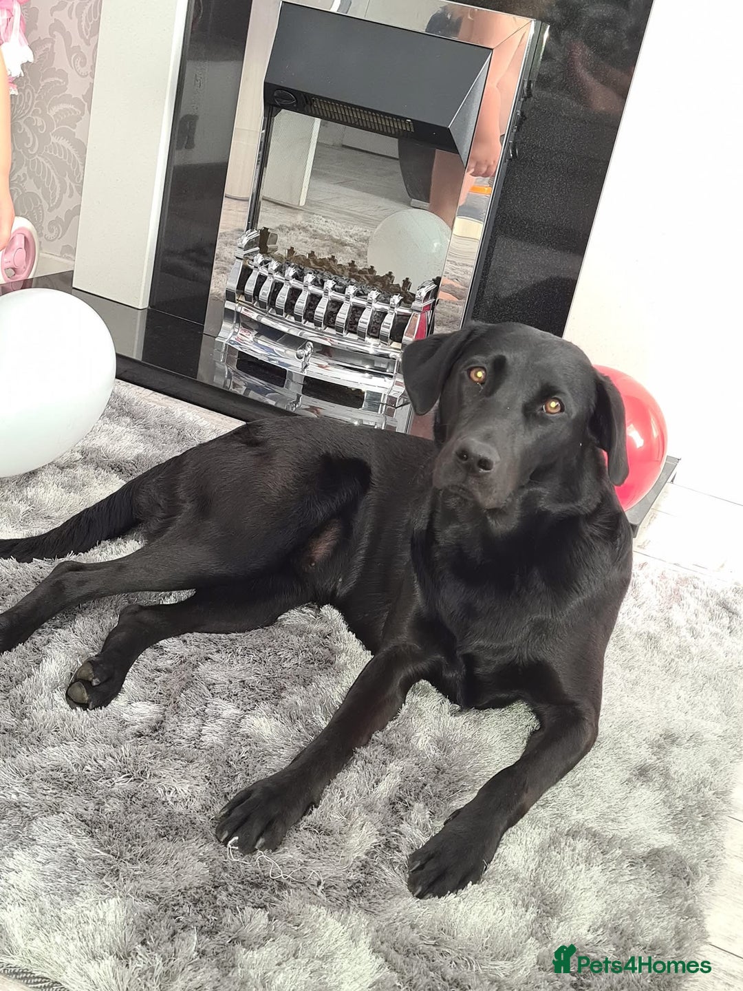 Labrador Retriever dogs for sale: Most beautiful litter of Labradors  - Image 2