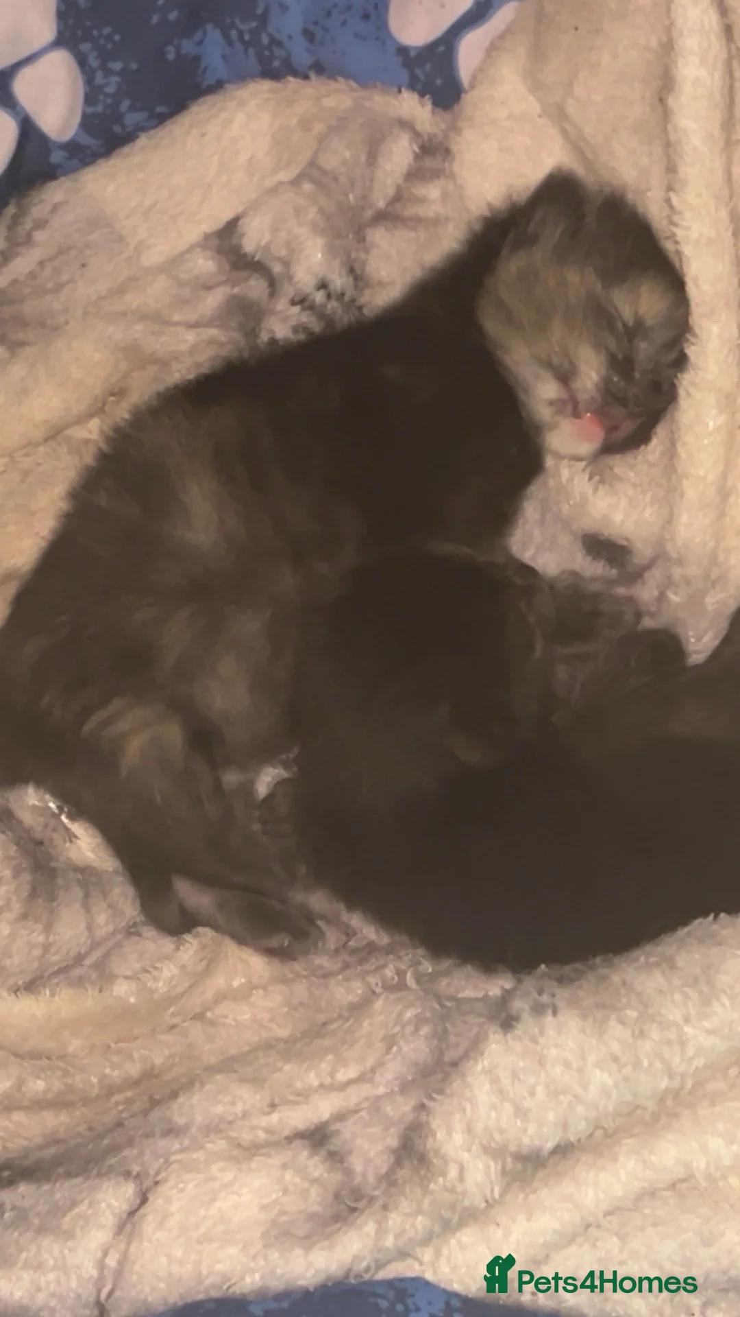 Mixed Breed cats for sale: Maincoon x ragdoll kitten  in Ashton-under-Lyne - Advert 2