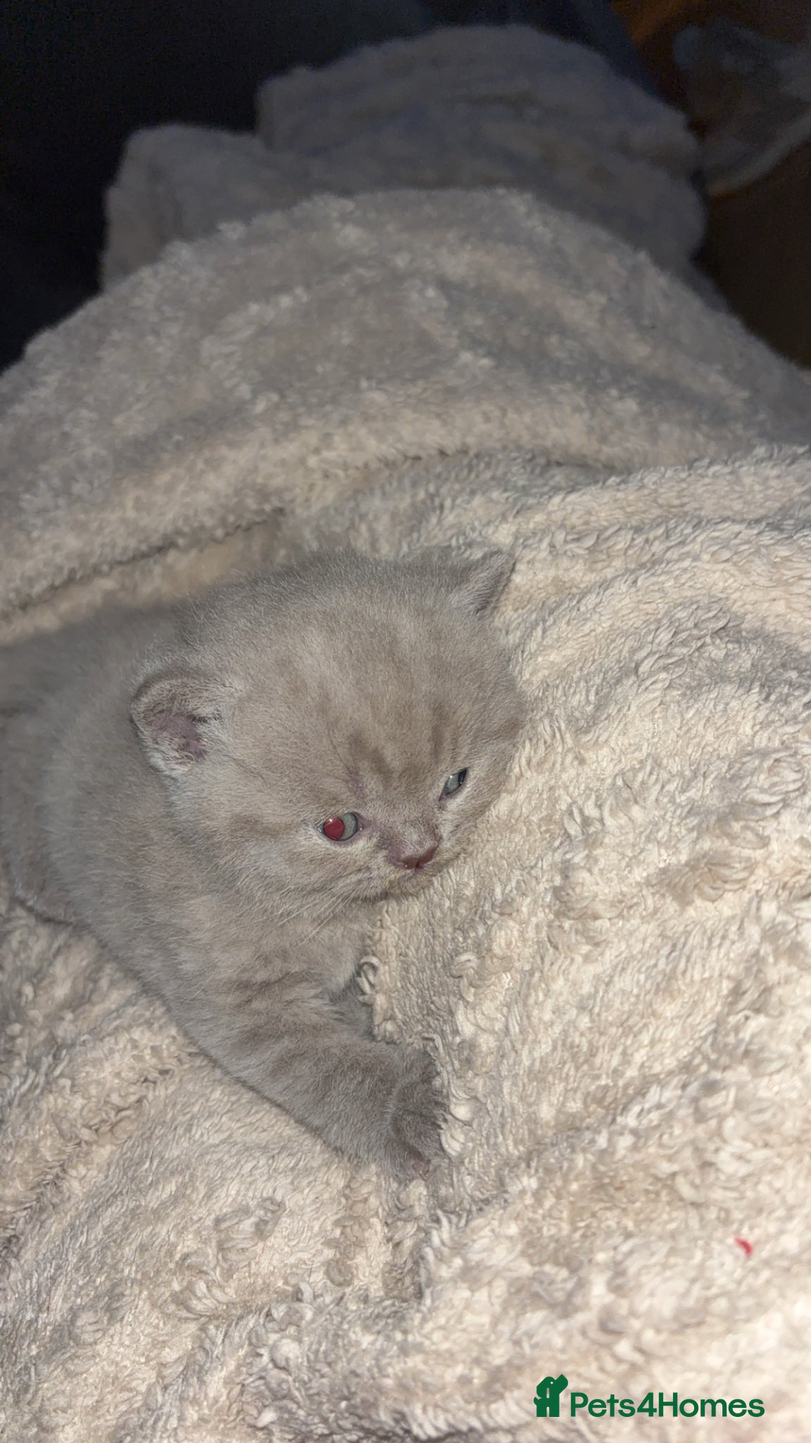 British Shorthair cats Adorable British shorthair kittens 🐱  - Advert 3