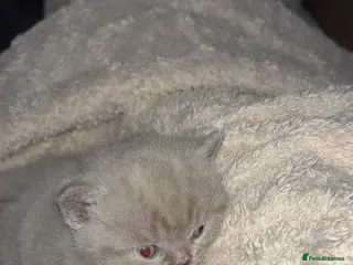 British Shorthair cats Adorable British shorthair kittens 🐱 - Advert 1