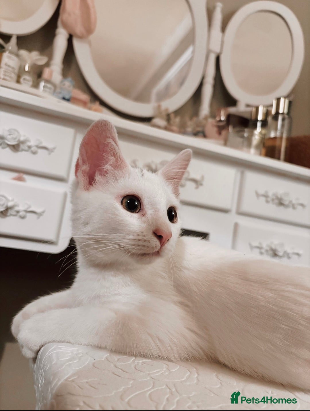 Khao Manee cats for sale: Dotty - Advert 1