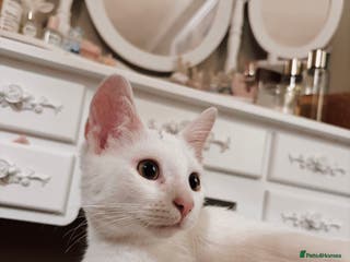 Khao Manee cats Dotty - Advert 14