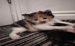 Mixed Breed cats for sale: 5 beautiful kittens for sale  - Image 10