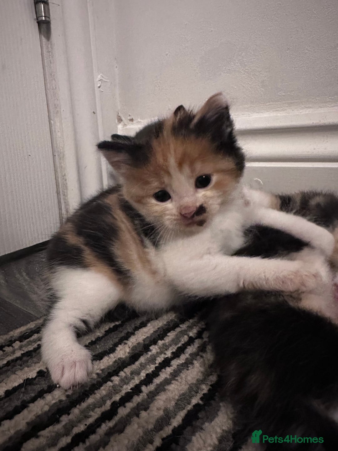 Mixed Breed cats for sale: 5 beautiful kittens for sale  - Image 10