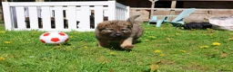German Shepherd dogs for sale: German shepherd puppies working line - Advert 28