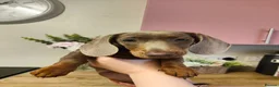 Dachshund dogs for sale: Cute little dachshund girl - Advert 3