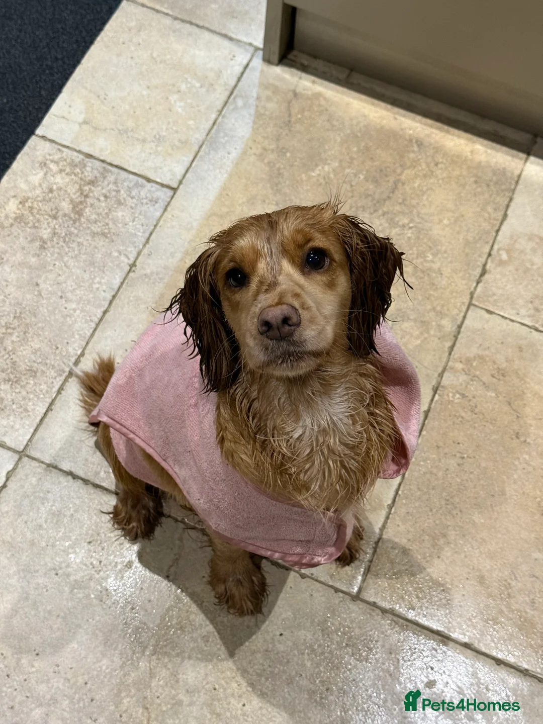 Cocker Spaniel dogs for sale: 5 working cocker spaniel pups  - Advert 7