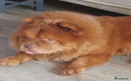 Chow Chow dogs for sale: Chocolate Chow Chow  - Image 3