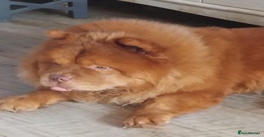 Chow Chow dogs - Advert 5