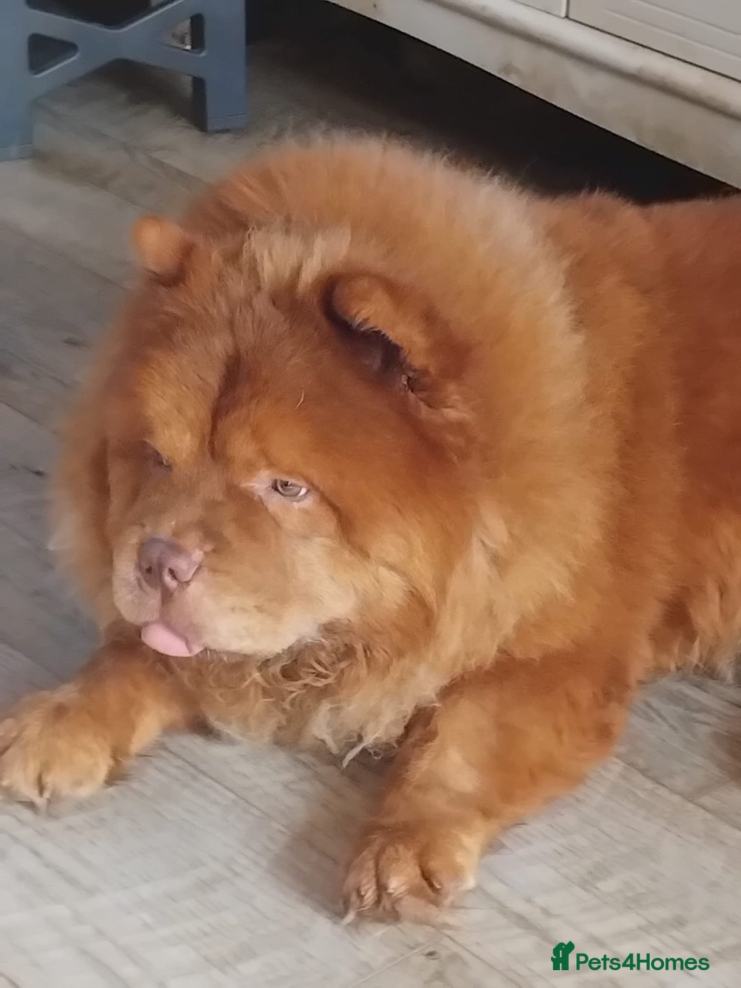 Chow Chow dogs for sale: Chocolate Chow Chow  - Image 3