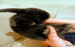 Mini Lop rabbits for sale: Adorable Pure Bred Mini Lop 🥰🐰 - Image 6