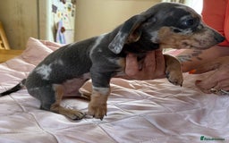 Dachshund dogs for sale: Dachshund puppies  - Image 2