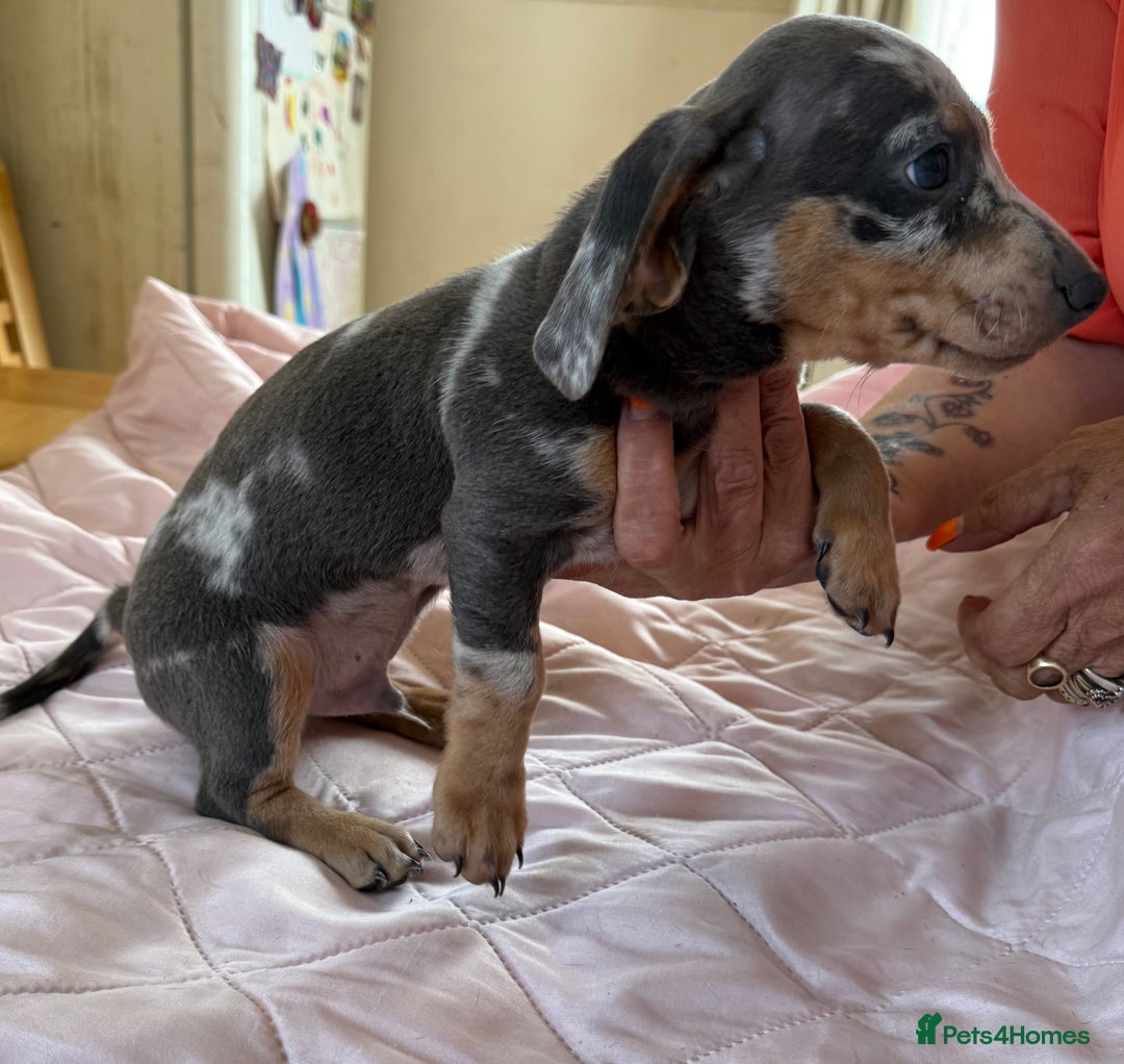 Dachshund dogs for sale: Dachshund puppies  - Image 2