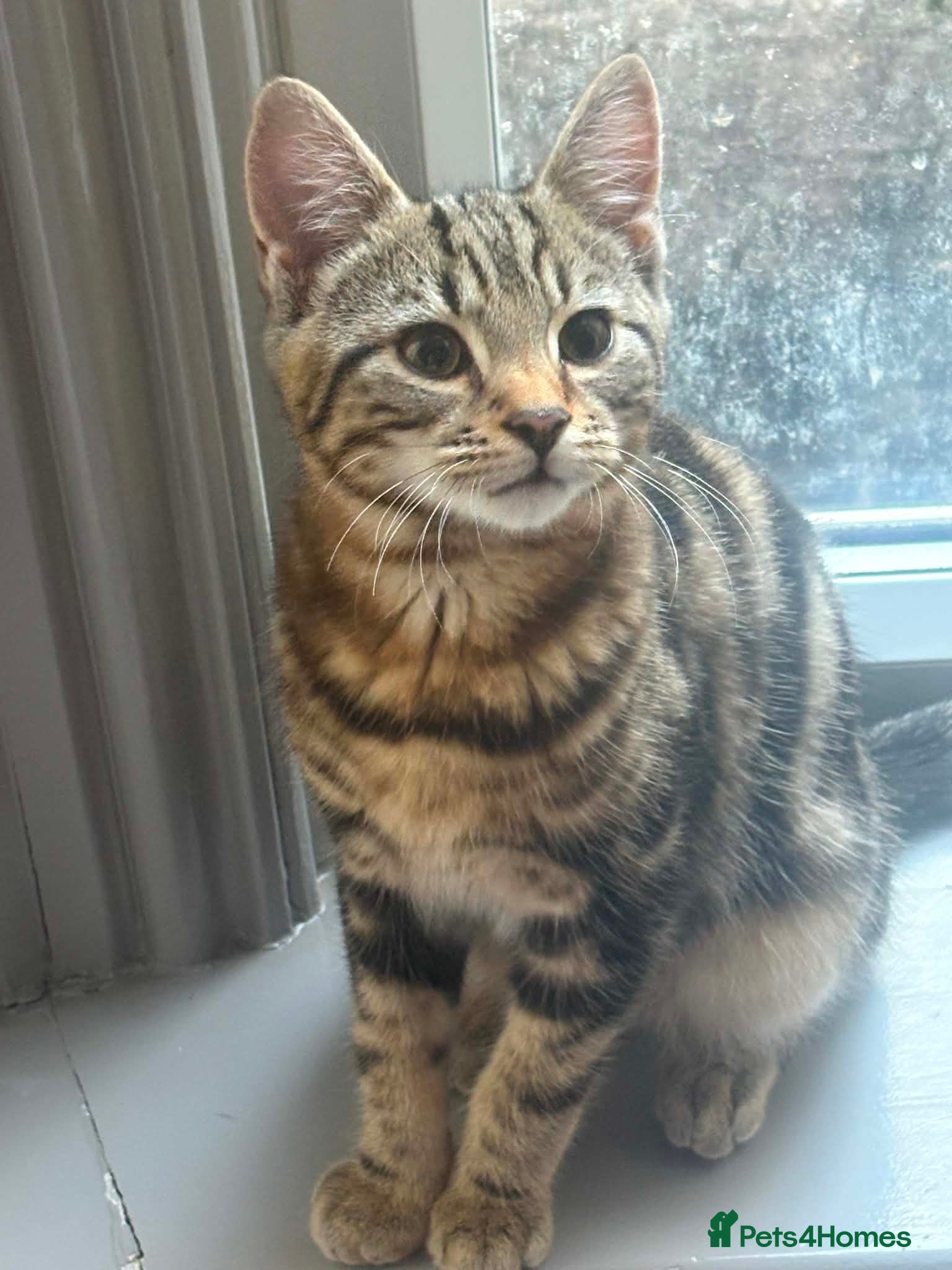 Mixed Breed cats Brother and sister - Advert 1