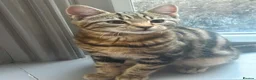 Mixed Breed cats for sale: Brother and sister - Advert 1