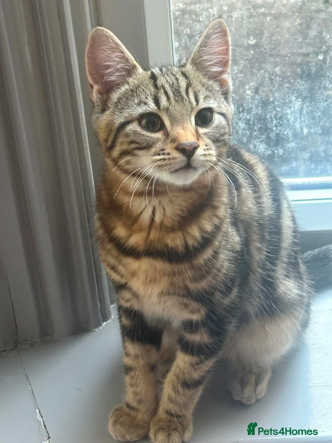 Mixed Breed cats for sale: Brother and sister - Advert 1
