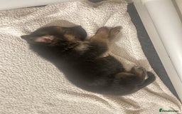 German Shepherd dogs for sale: ADORABLE GERMAN SHEPHERD PUPPIES! 😍 - Image 6