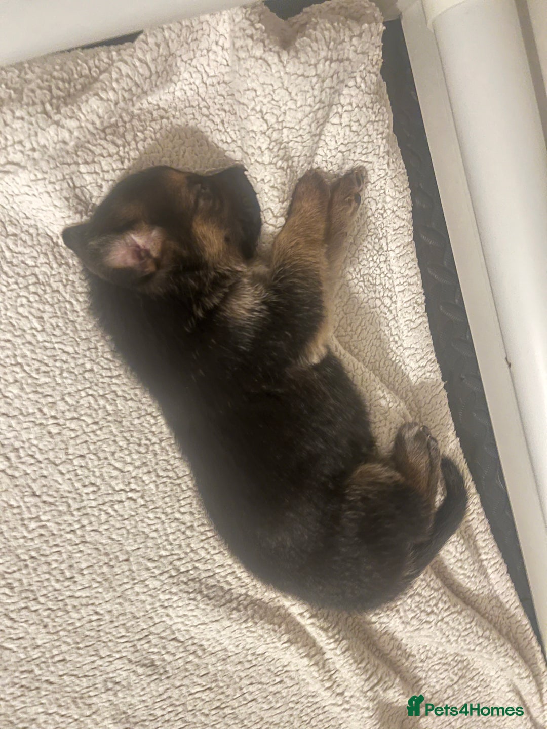 German Shepherd dogs for sale: ADORABLE GERMAN SHEPHERD PUPPIES! 😍 - Image 6