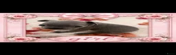 French Bulldog dogs for sale: French bull dog puppies in Coatbridge - Advert 4