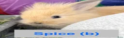 Lionhead rabbits for sale: Double Maned Lionheads Babies - Advert 25