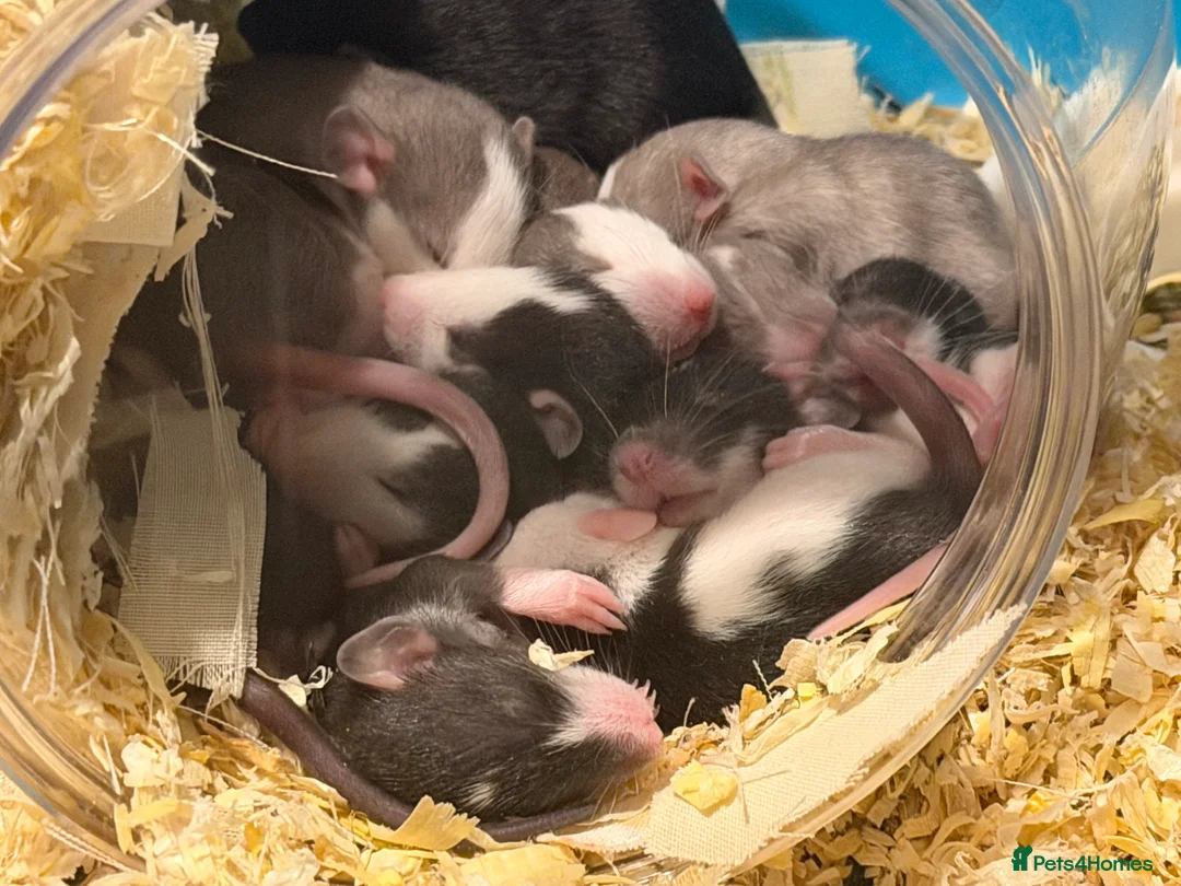 Rat rodents for sale: Adorable Dumbo baby rats  - Advert 1