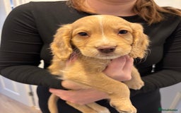 Cockapoo dogs for sale: Stunning cockerspaniel puppies - Image 3
