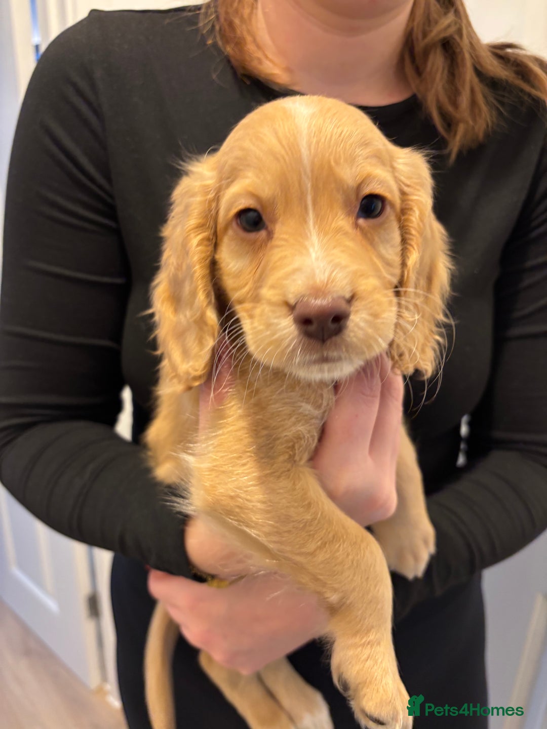 Cockapoo dogs for sale: Stunning cockerspaniel puppies - Image 3