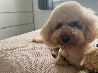 Cavapoo dogs Cavapoo for rehoming - Advert 13