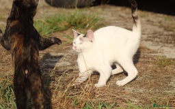 Siamese cats for adoption: Siamese cross and Tortoiseshell sister - Image 13