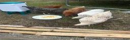 Hens poultry for sale: Hybrid lying eggs hens  - Advert 9