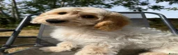 Cockapoo dogs for sale: Gorgeous cockapoo puppies  - Advert 8