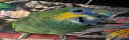 Parrots birds for sale: Tame & Friendly Orange Winged Amazon Talking Boy - Advert 3